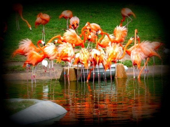 533957_10200874876856918_453406083_n