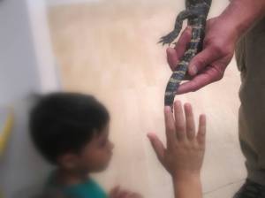 En France, on vous fait toucher des oiseaux, ici des alligators ;)